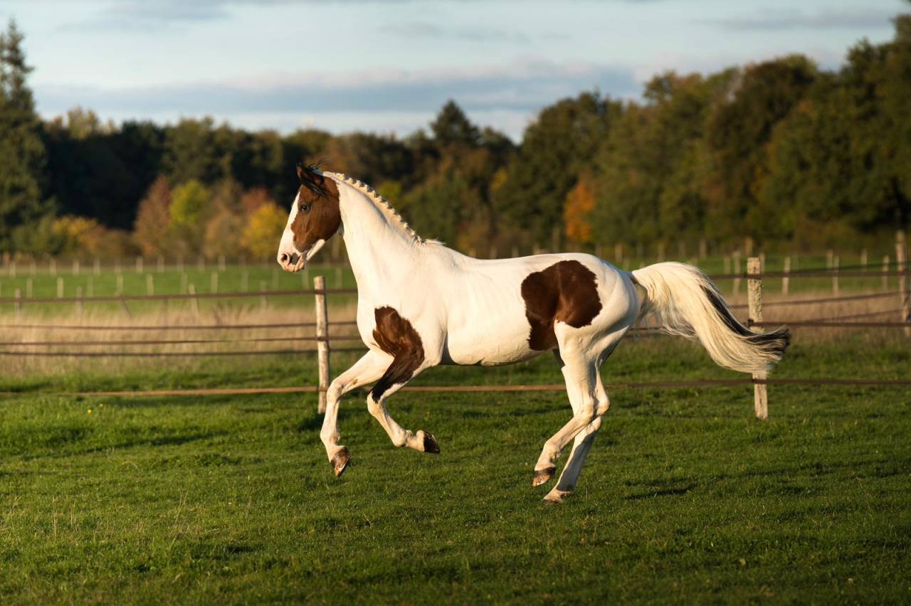 Envol van de Rib - Rijpaard 2014 ,  ROCCOSSIFRED
