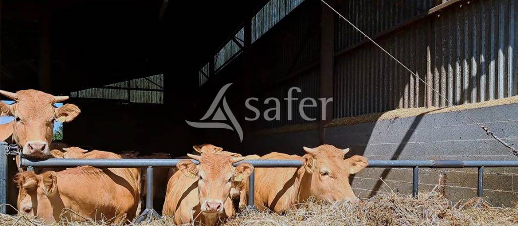 Schapen exploitatie Koop Vienne