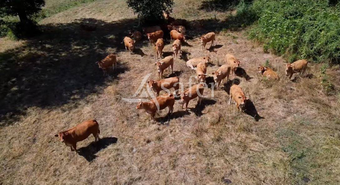 Schapen exploitatie Koop Vienne