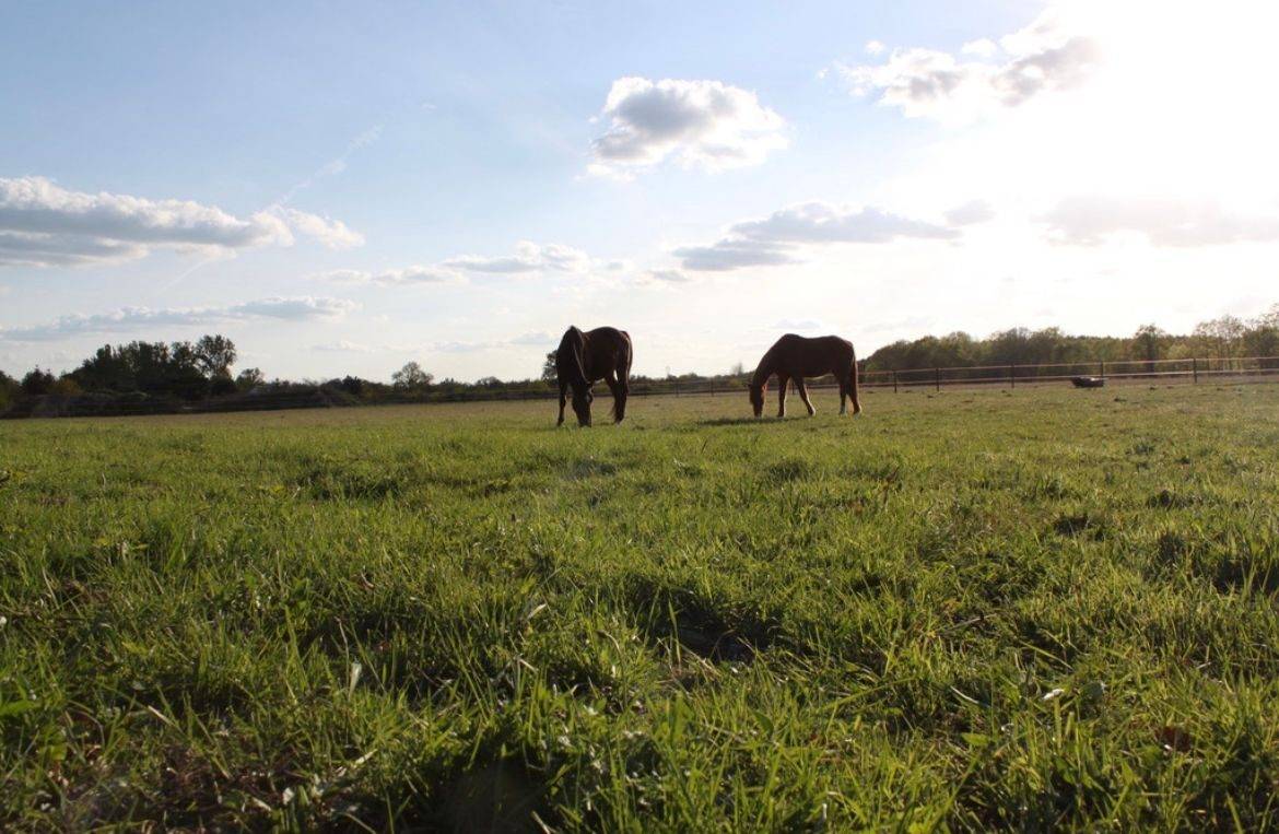 Eigenaren stal Koop Loir-et-Cher