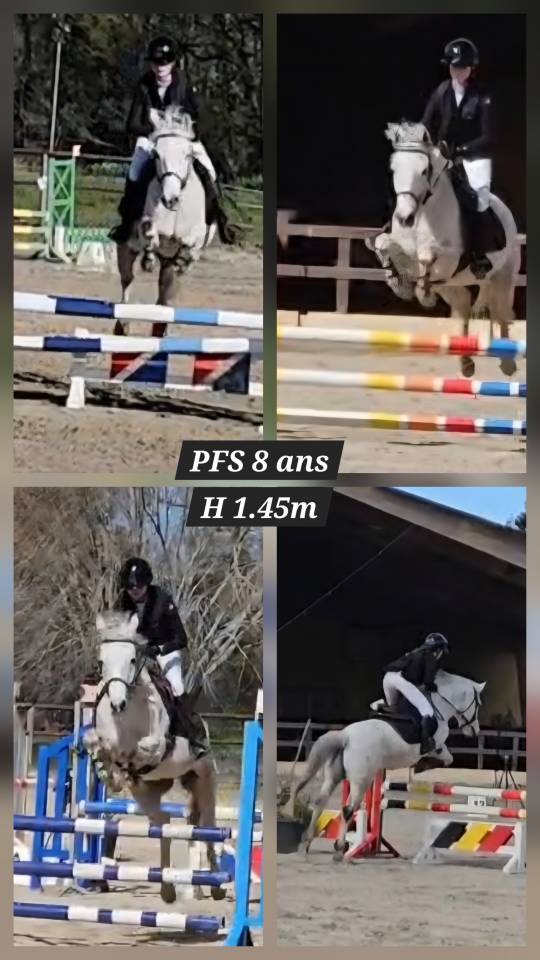 Ruin Franse rijpony PFS Te koop 2018 Schimmel