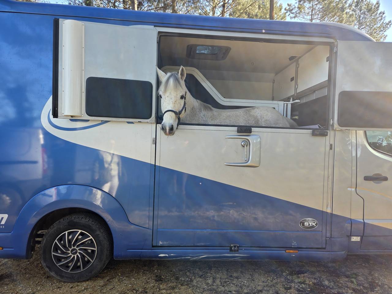 Ruin Franse rijpony PFS Te koop 2018 Schimmel