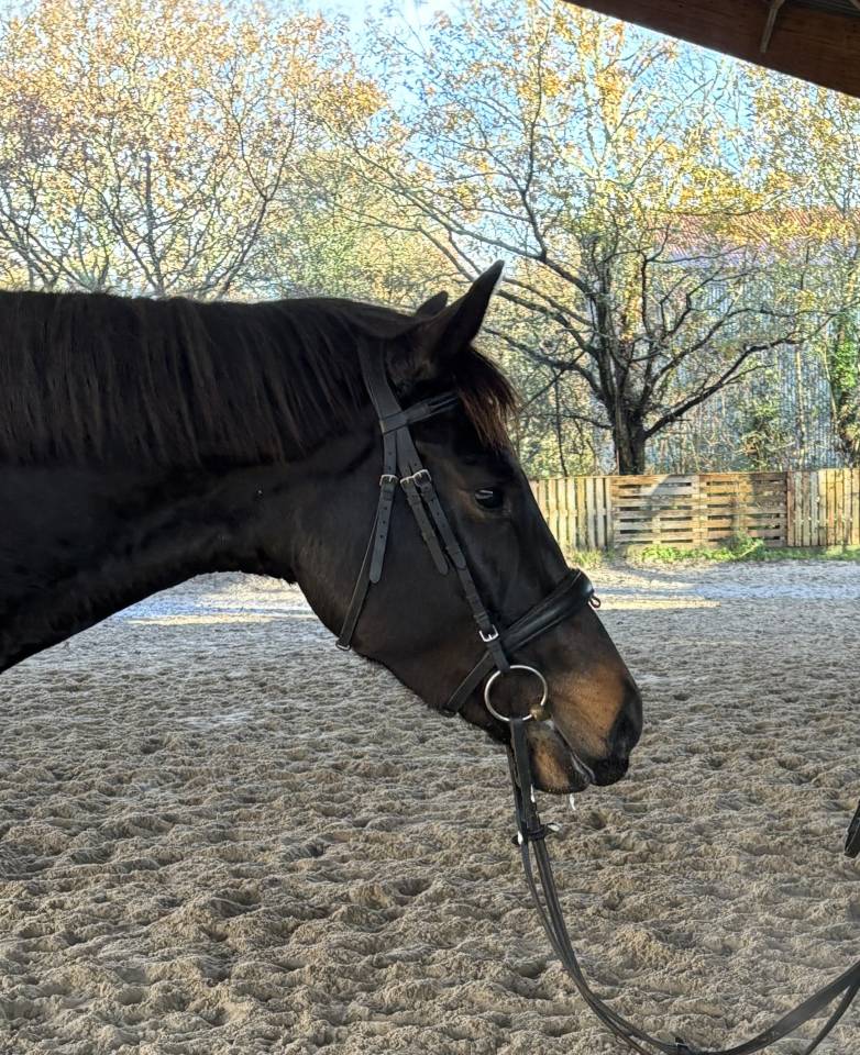 Merrie Belgisch sportpaard Te koop 2021 Bruin / Bai ,  Kheops d&rsquo;hathor