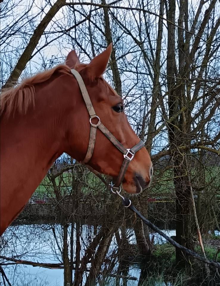 Merrie Selle Fran&ccedil;ais Te koop 2021 Vos