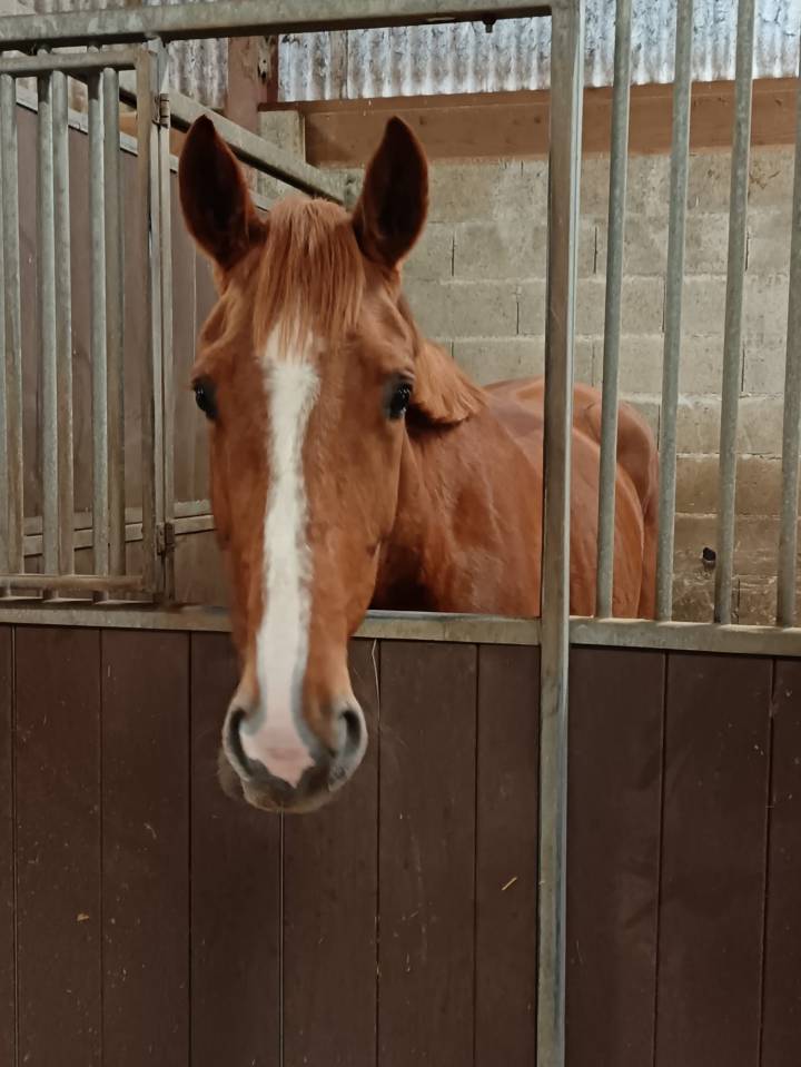 Merrie Selle Fran&ccedil;ais Te koop 2021 Vos