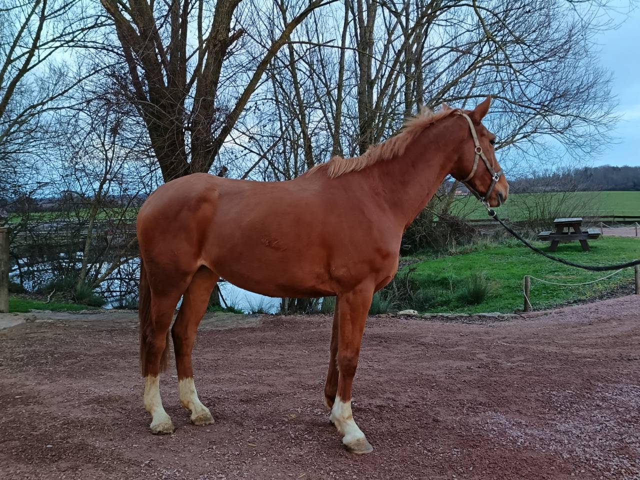 Merrie Selle Fran&ccedil;ais Te koop 2021 Vos