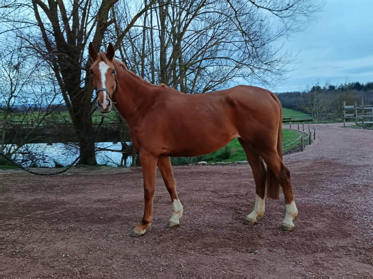 Merrie Selle Fran&ccedil;ais Te koop 2021 Vos