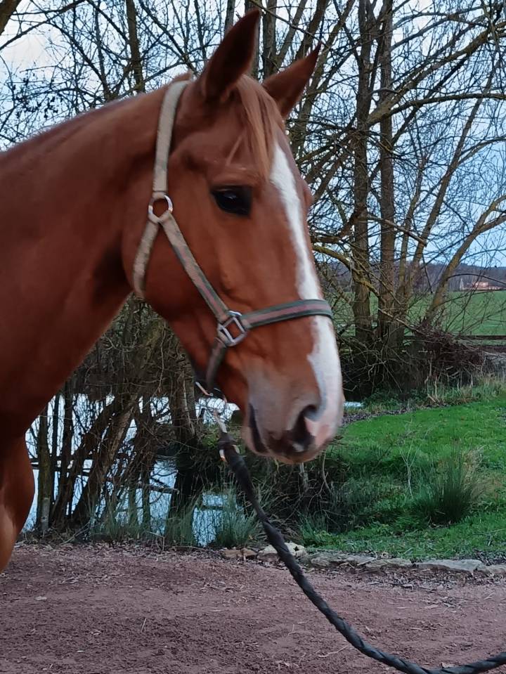 Merrie Selle Fran&ccedil;ais Te koop 2021 Vos ,  Nomber one d iso