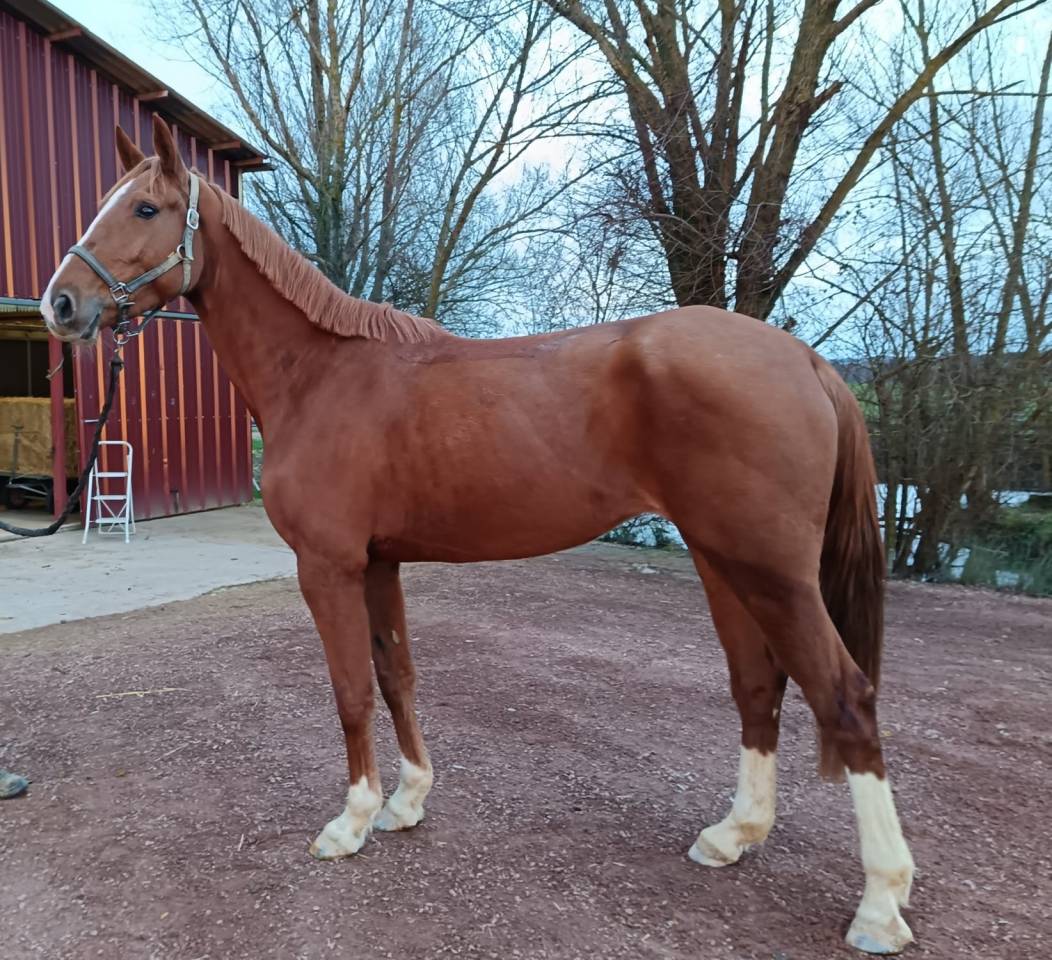 Merrie Selle Fran&ccedil;ais Te koop 2021 Vos ,  Nomber one d iso