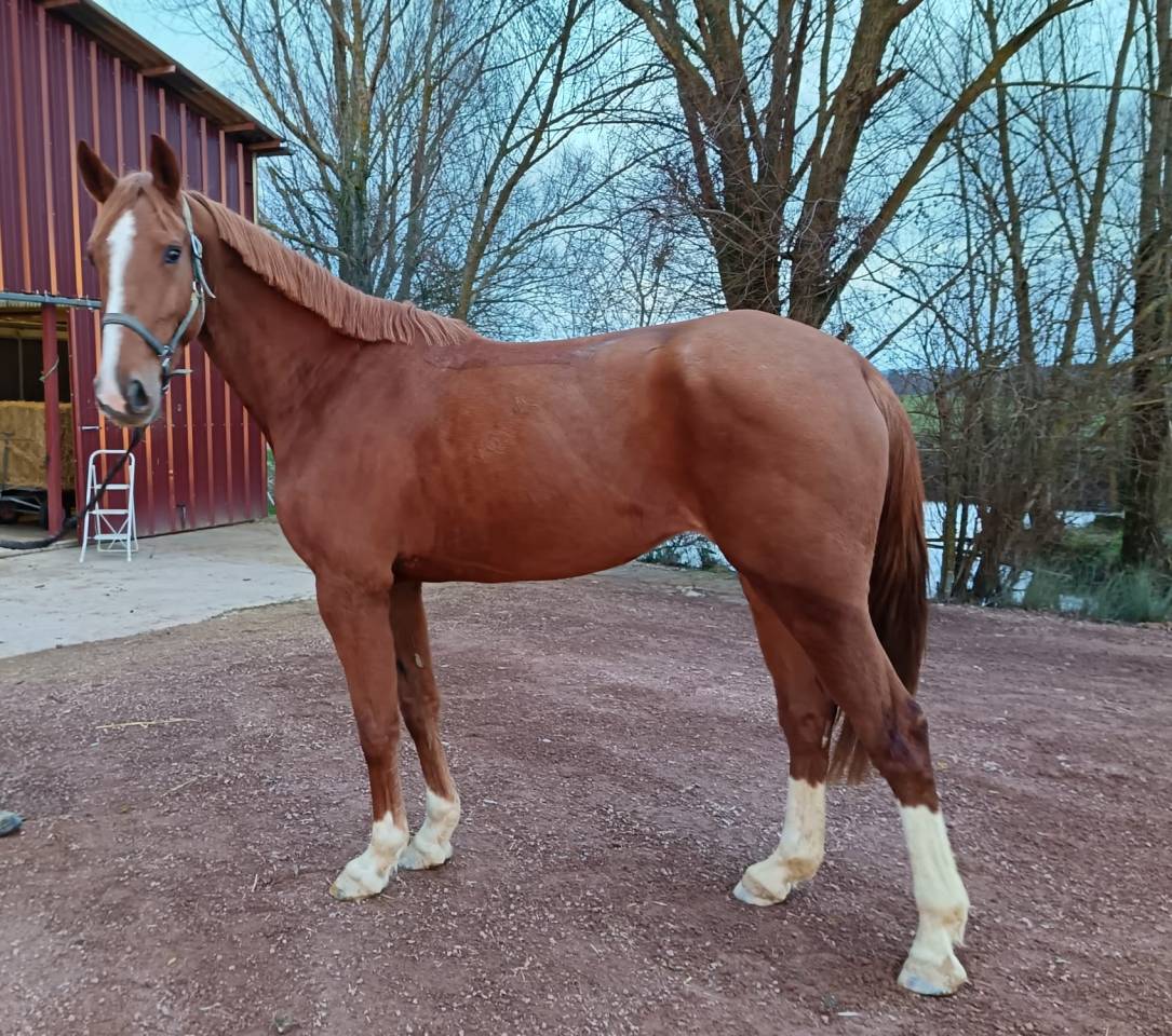 Merrie Selle Fran&ccedil;ais Te koop 2021 Vos ,  Nomber one d iso