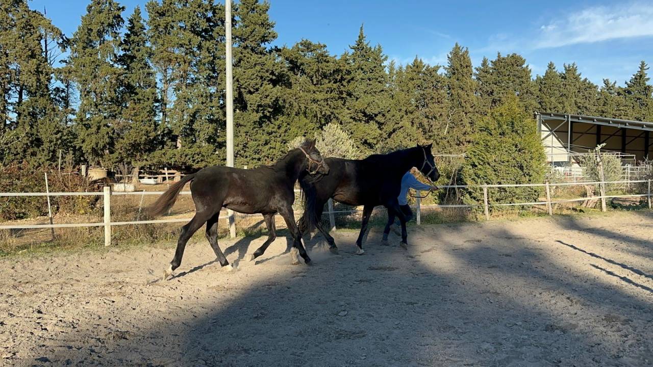 Veulen (ml) Selle Fran&ccedil;ais Te koop 2025 Zwart
