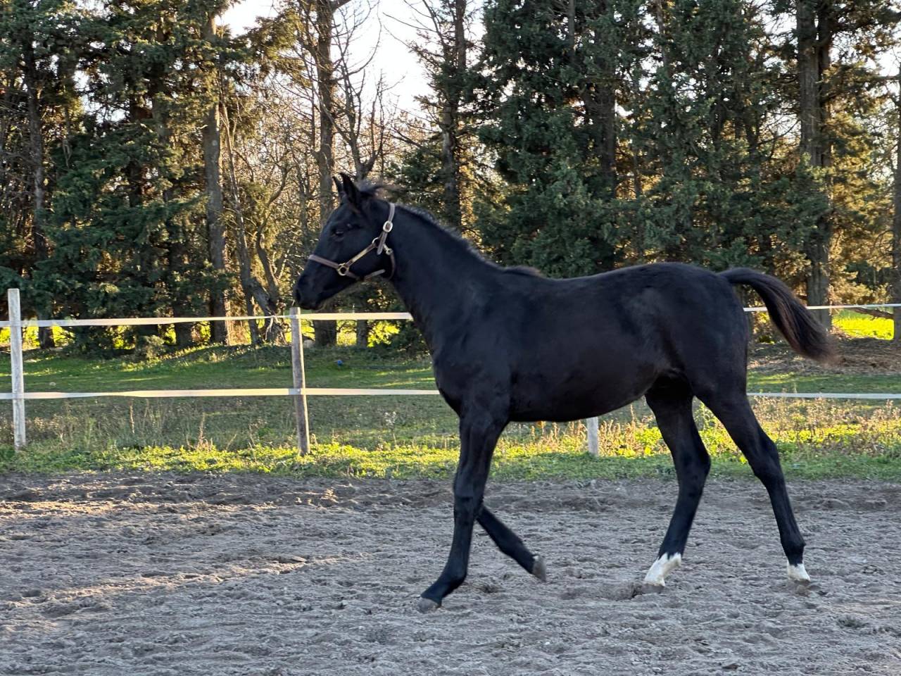 Veulen (ml) Selle Fran&ccedil;ais Te koop 2025 Zwart