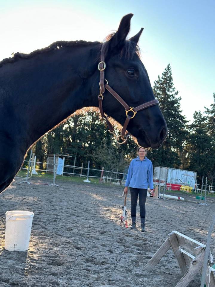 Veulen (ml) Selle Fran&ccedil;ais Te koop 2025 Zwart