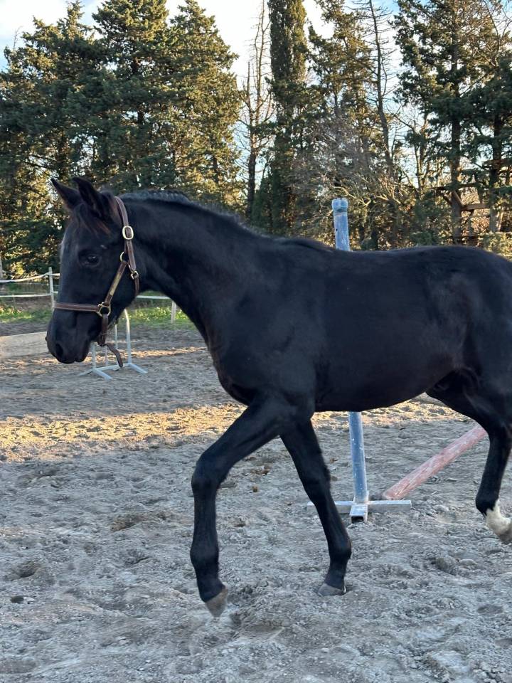 Veulen (ml) Selle Fran&ccedil;ais Te koop 2025 Zwart