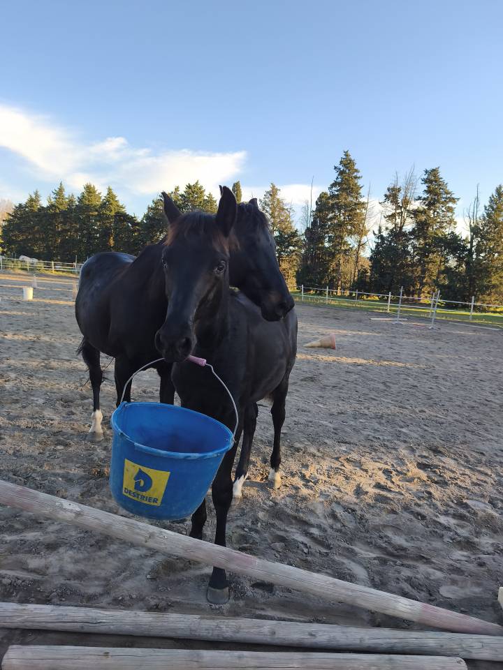 Veulen (ml) Selle Fran&ccedil;ais Te koop 2025 Zwart