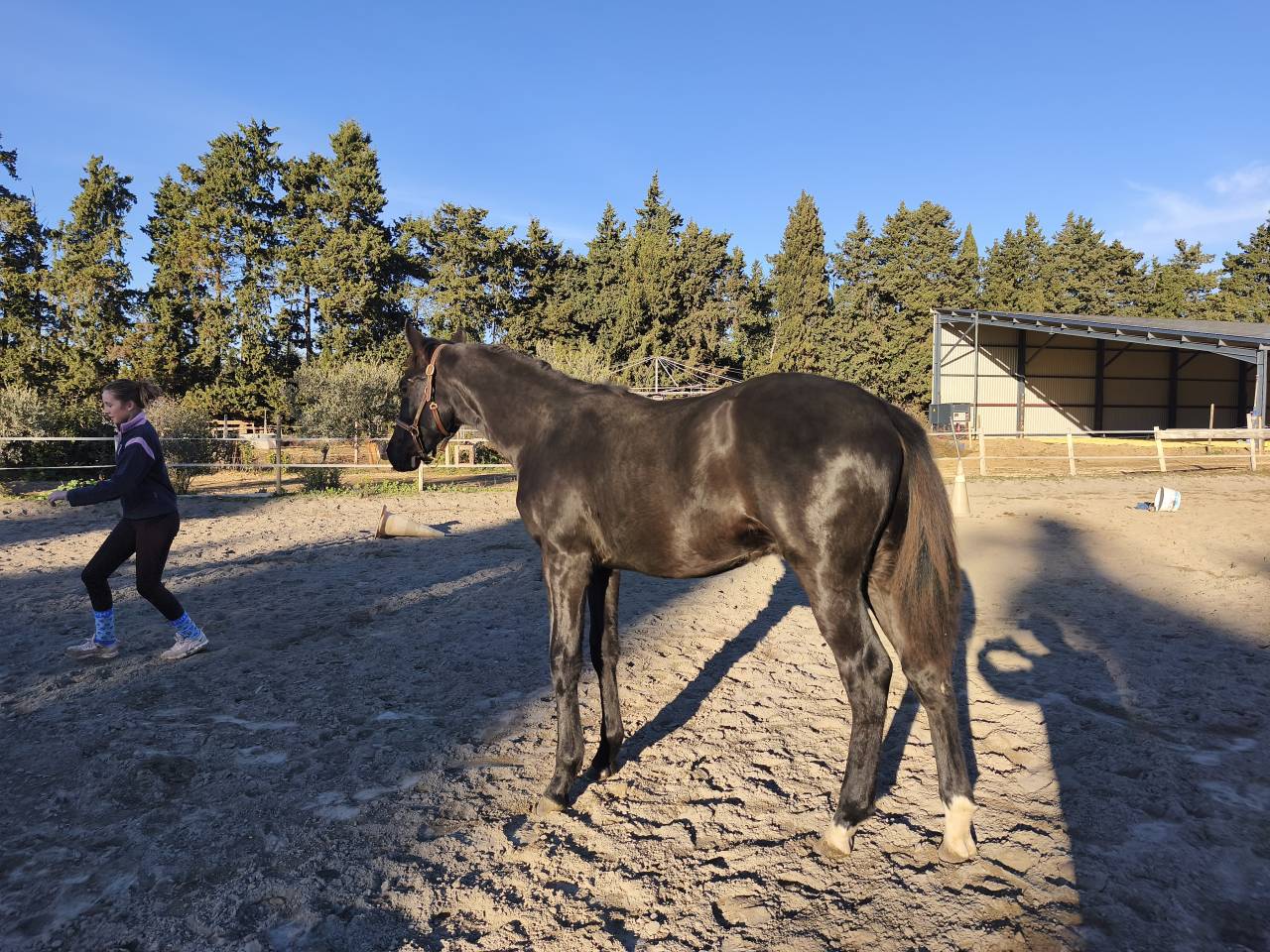 Veulen (ml) Selle Fran&ccedil;ais Te koop 2025 Zwart