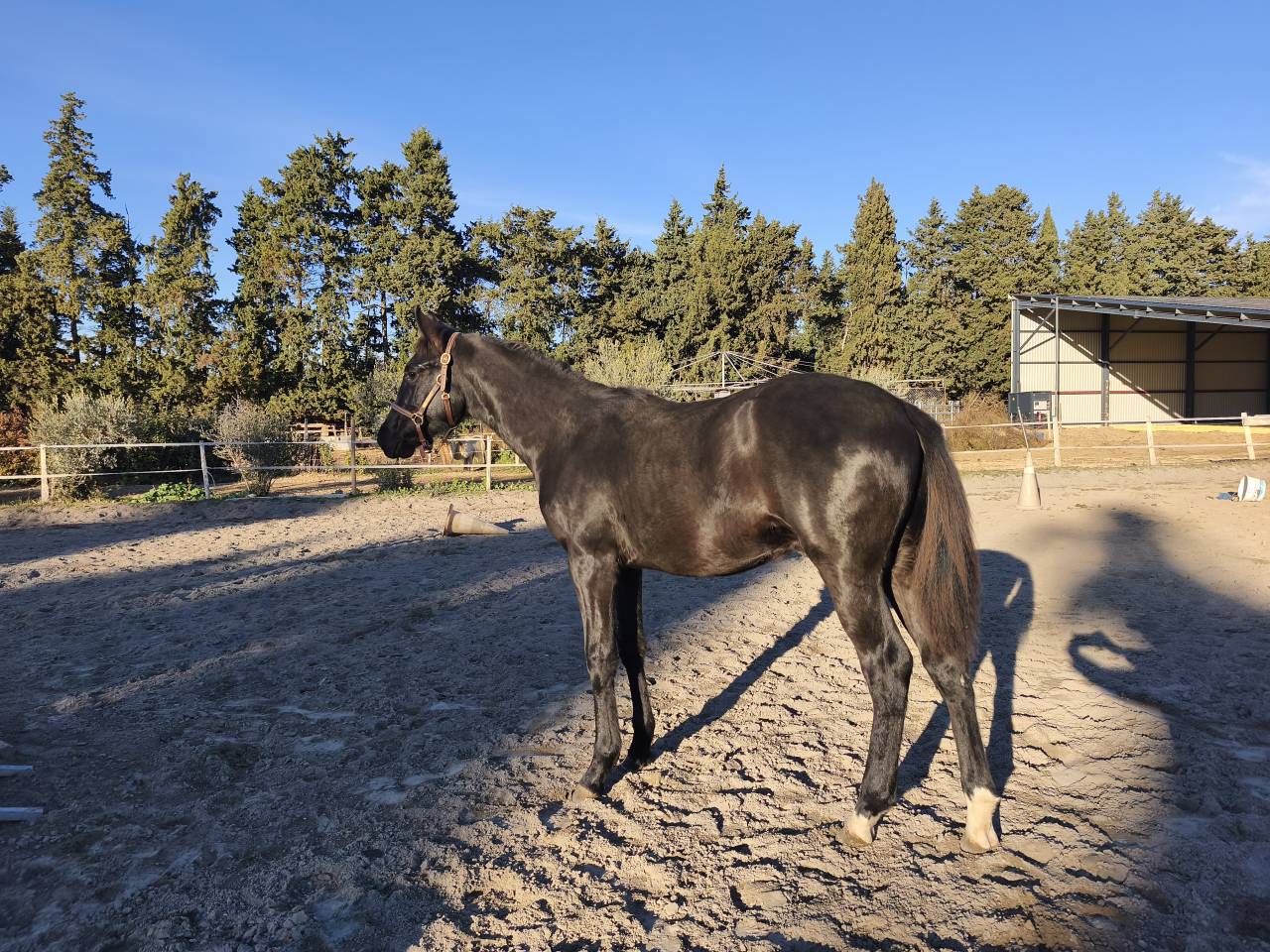 Veulen (ml) Selle Fran&ccedil;ais Te koop 2025 Zwart
