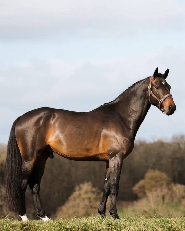 Veulen (ml) Selle Fran&ccedil;ais Te koop 2025 Zwart