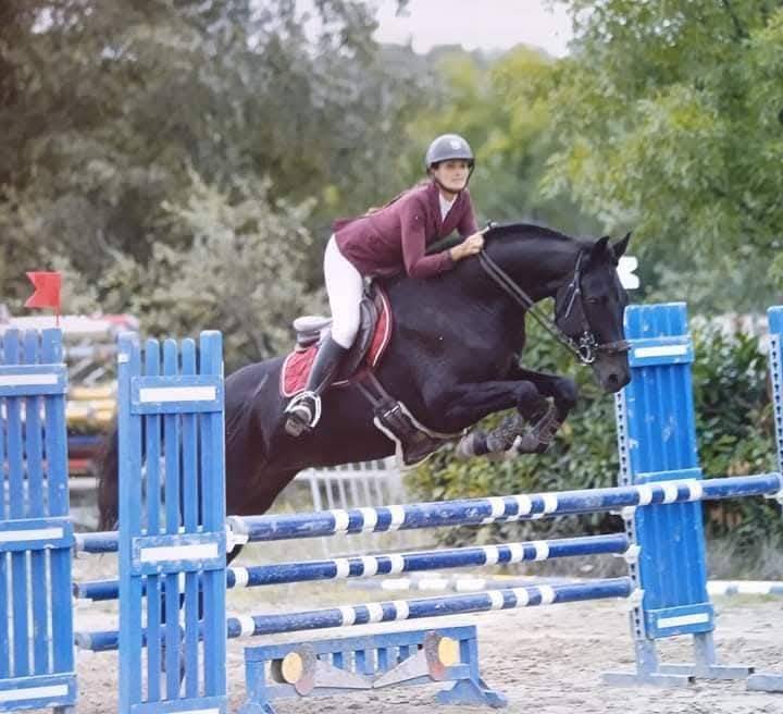 Veulen (ml) Selle Fran&ccedil;ais Te koop 2025 Zwart