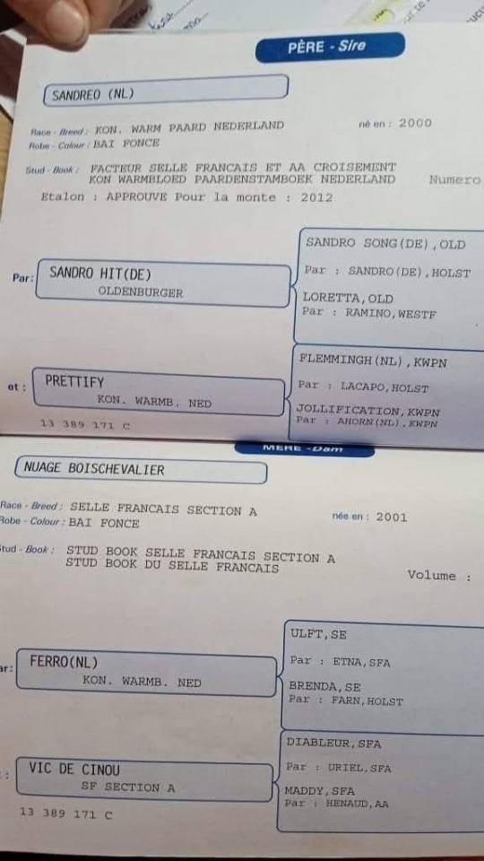 Veulen (ml) Selle Fran&ccedil;ais Te koop 2025 Zwart