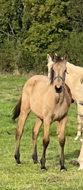 Veulen (vr) Selle Fran&ccedil;ais Te koop 2025 Isabel