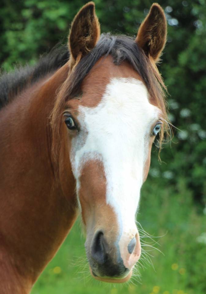 Hengst Franse rijpony PFS Te koop 2023 Donker bruin / bai