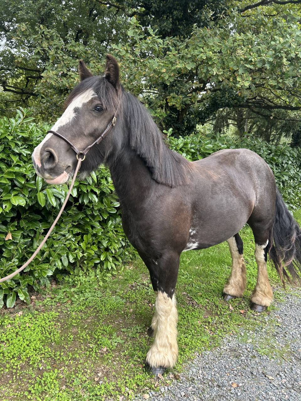 Merrie Ras onbekend Te koop 2021 Zwart