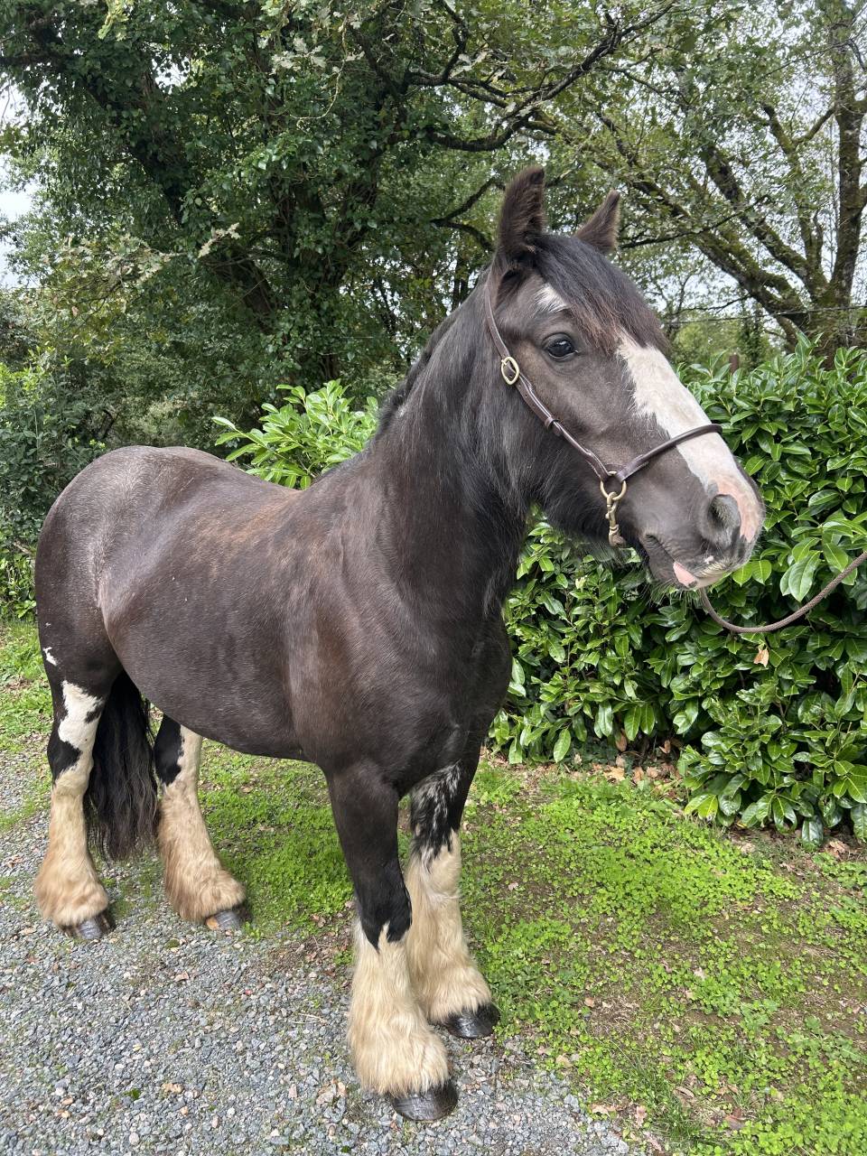 Merrie Ras onbekend Te koop 2021 Zwart