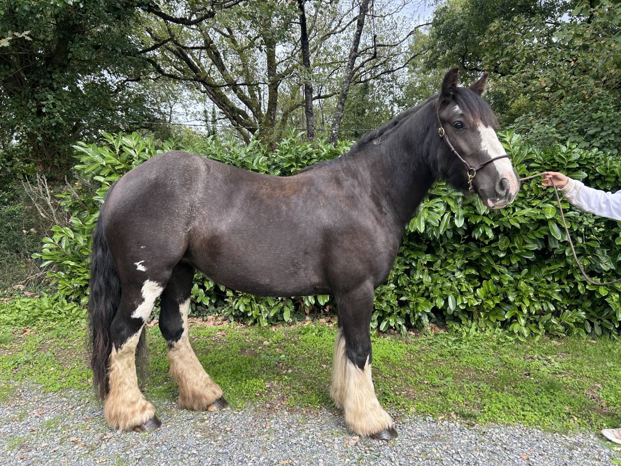 Merrie Ras onbekend Te koop 2021 Zwart