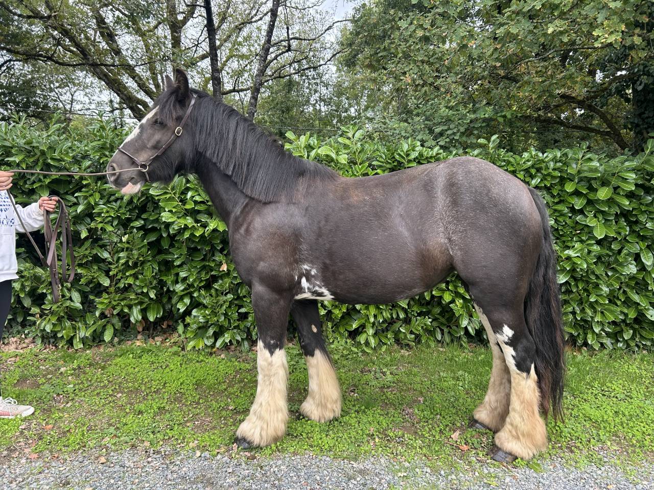 Merrie Ras onbekend Te koop 2021 Zwart