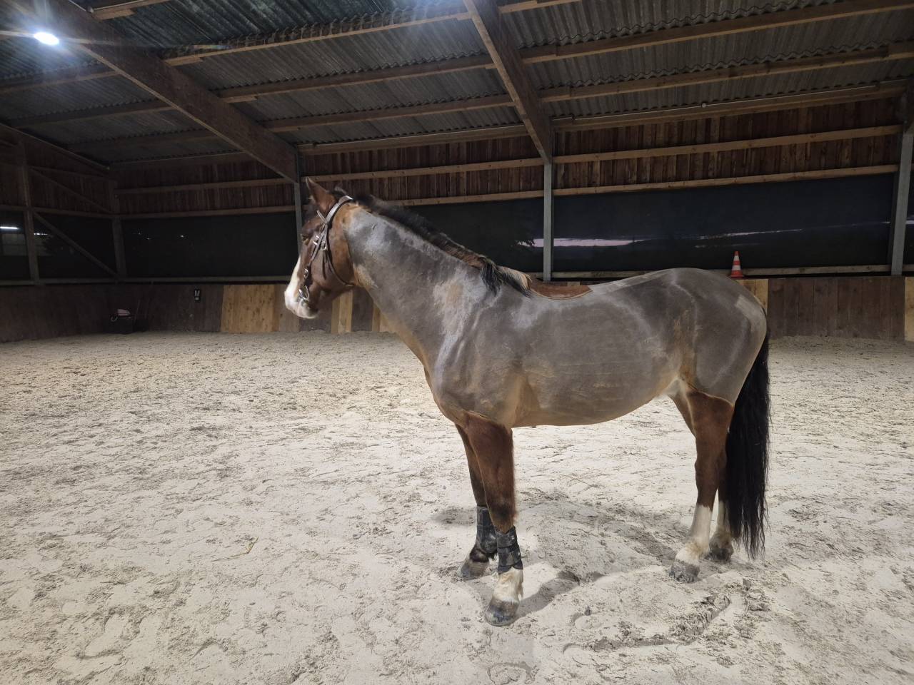 Ruin Franse rijpony PFS Te koop 2015 Donker bruin / bai