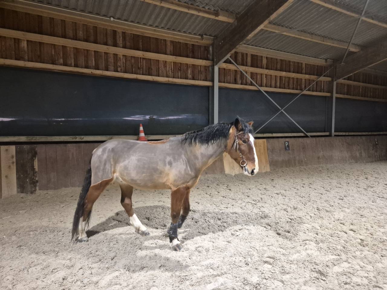 Ruin Franse rijpony PFS Te koop 2015 Donker bruin / bai