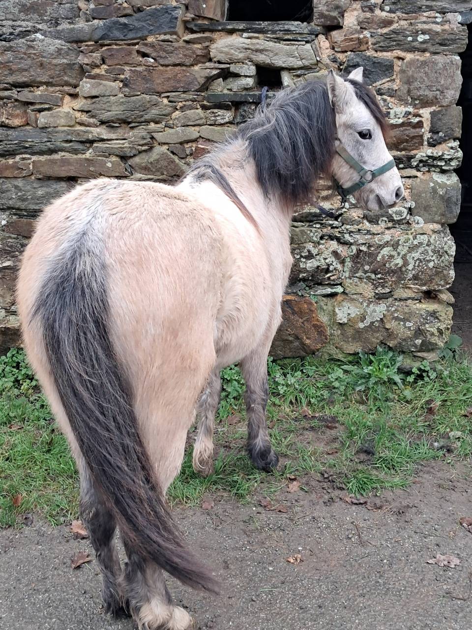 Veulen (vr) Welsh Pony (Section B) Te koop 2024 Schimmel ,  JALISKO DE KERVE