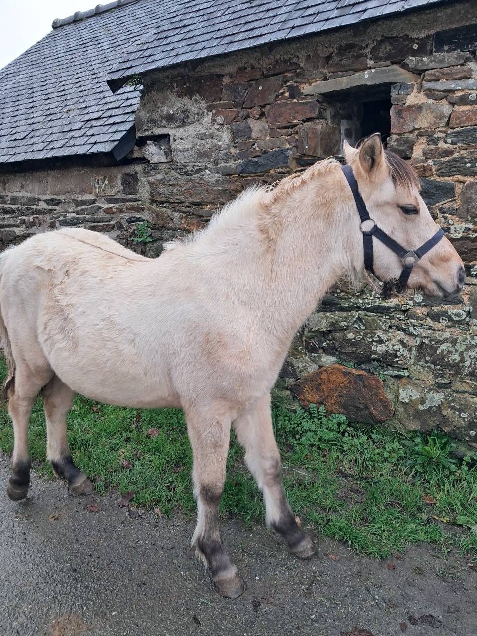 Veulen (vr) Connemara Te koop 2025 Isabel ,  ELWING DE VUZIT