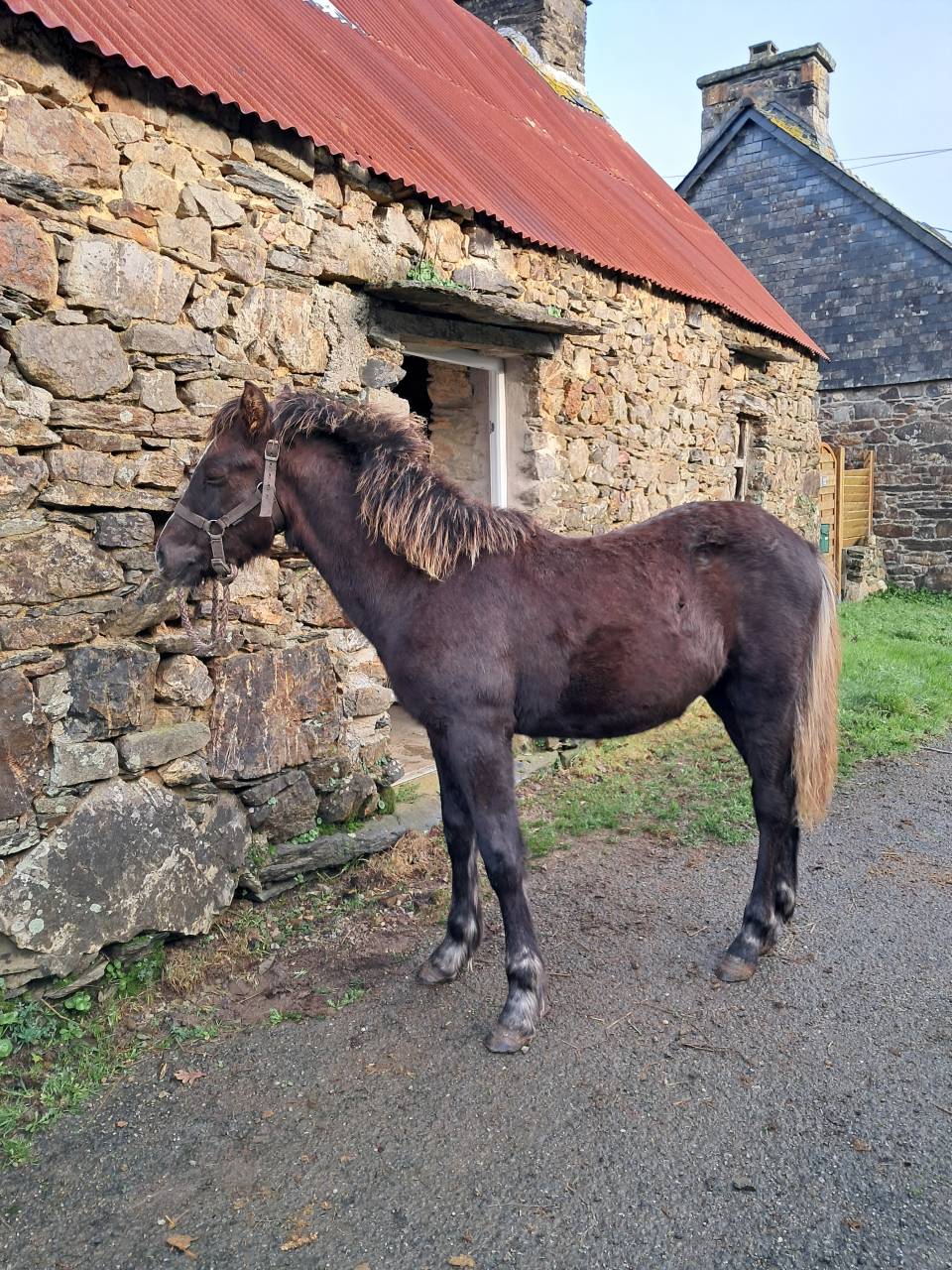 Veulen (ml) Connemara Te koop 2025 Koffie vos ,  ELWING DE VUZIT