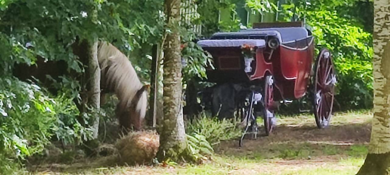 Rijtuigen - Vis-&agrave;-vis   