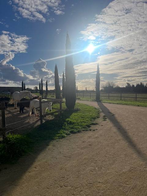 Hippisch vastgoed Koop Gard