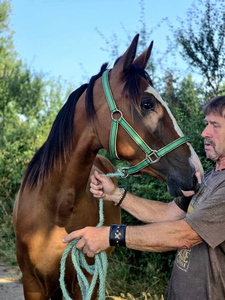 Merrie Franse draver  Te koop 2022 Donker bruin / bai