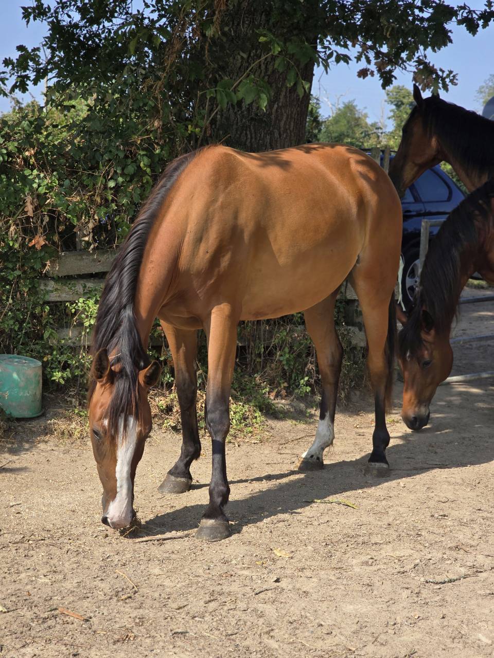 Merrie Franse draver  Te koop 2022 Donker bruin / bai