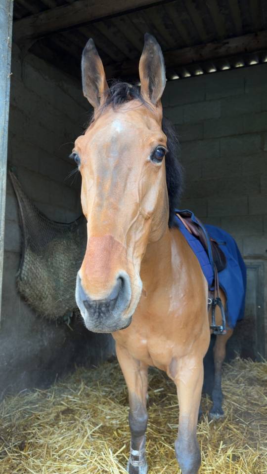 Ruin Selle Fran&ccedil;ais Te koop 2015 Donker bruin / bai ,  ROCK N ROLL SEMILLY