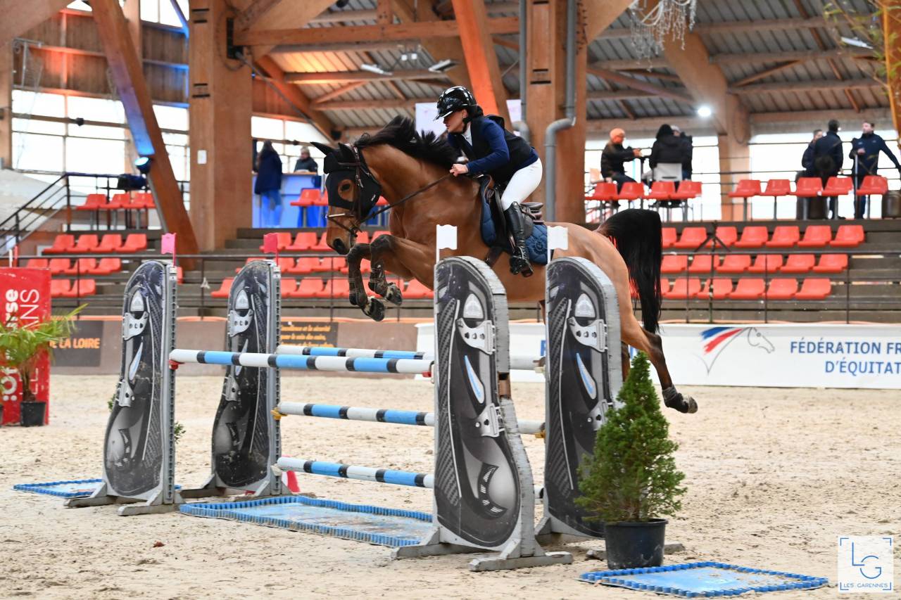 Ruin Selle Fran&ccedil;ais Te koop 2015 Donker bruin / bai ,  ROCK N ROLL SEMILLY