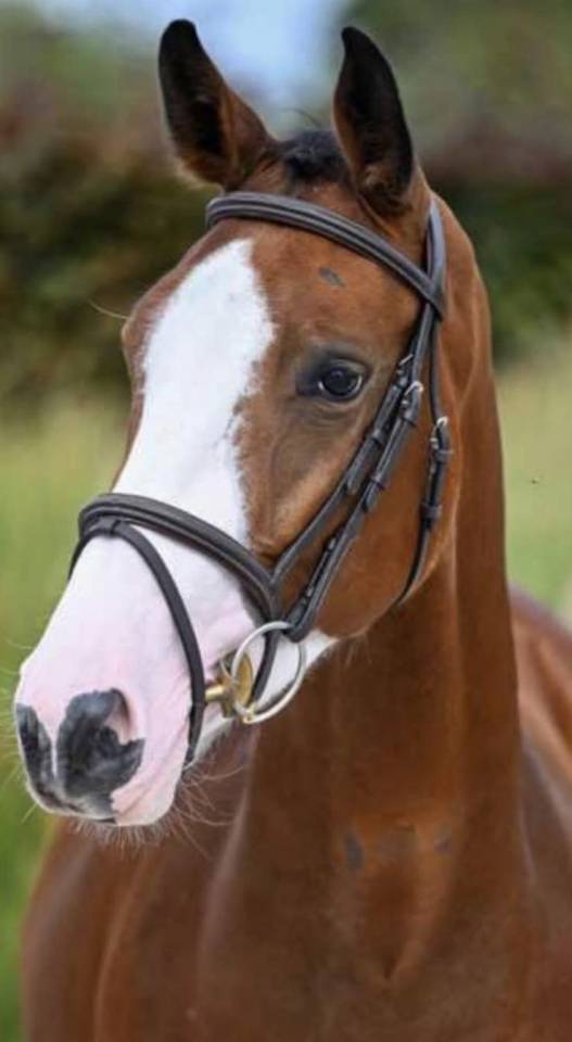 Merrie BWP Belgisch volbloed Te koop 2022 Donker bruin / bai