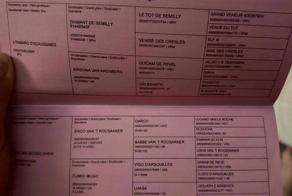 Merrie BWP Belgisch volbloed Te koop 2022 Donker bruin / bai