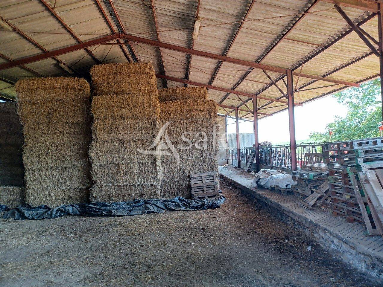 Landbouw bedrijf Koop Vienne