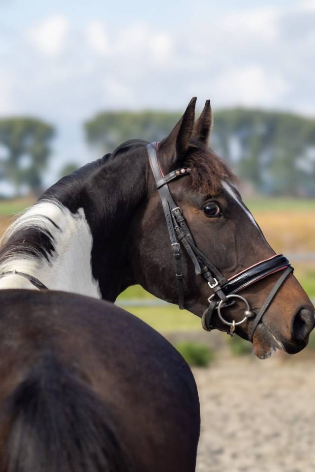 Prachtige 4 jarige bonte merrie