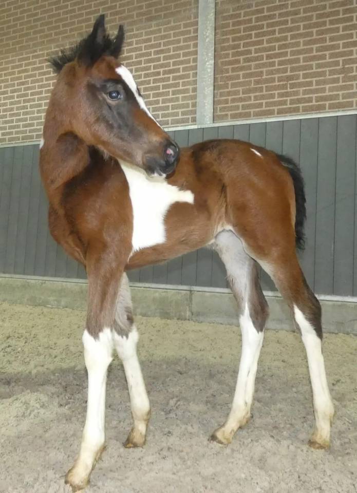 Prachtige 4 jarige bonte merrie