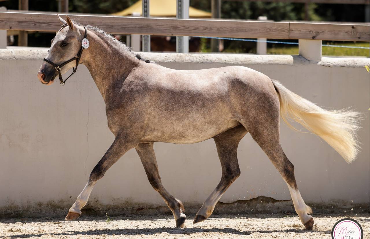 Merrie Welsh Pony (Section B) Te koop 2023 Schimmel ,  Boueben de Balizac