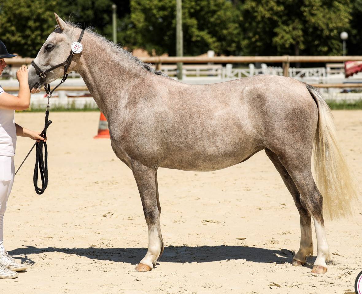 Merrie Welsh Pony (Section B) Te koop 2023 Schimmel ,  Boueben de Balizac