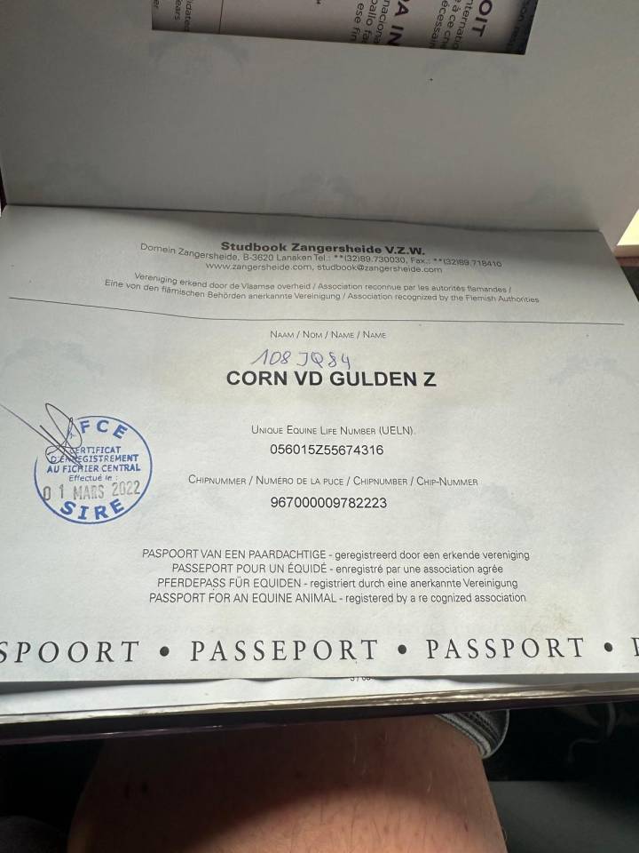 Ruin Zangersheide Te koop 2016 Donker bruin / bai ,  connor