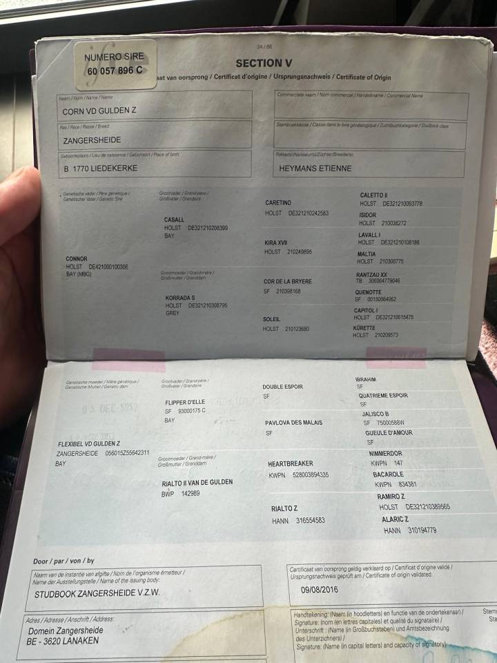 Ruin Zangersheide Te koop 2016 Donker bruin / bai ,  connor